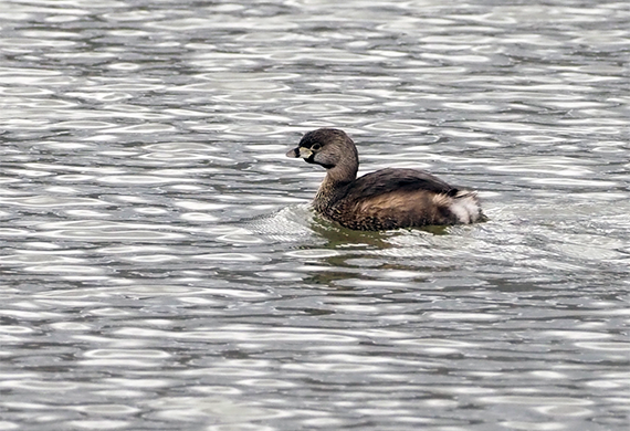 Pied Billed Grebe by Simon Thompson
